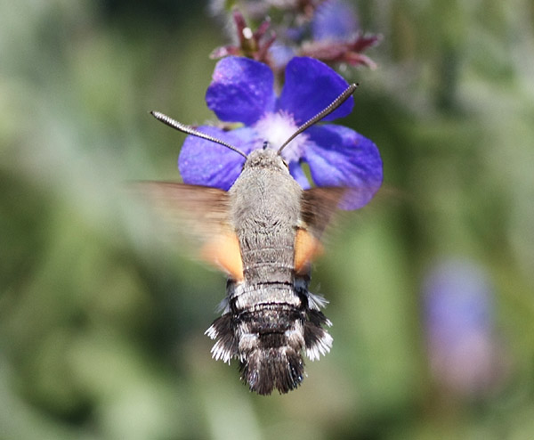 Farfalla colibri'' - Macroglossum stellatarium